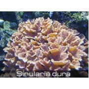 Синулярия Ушастая (Sinularia Dura) 