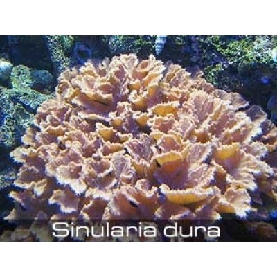 Синулярия Ушастая (Sinularia Dura) Синулярия Ушастая (Sinularia Dura)
