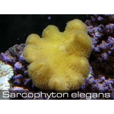Sarcophyton elegans Саркофитон XL Sarcophyton elegans Саркофитон XL