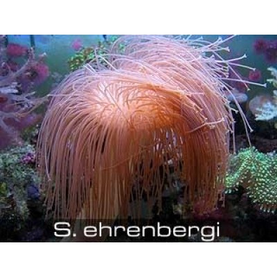 Sarcophyton ehrenbergi Саркофитон Sarcophyton ehrenbergi Саркофитон