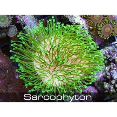 Саркофитон (Sarcophyton) M Саркофитон (Sarcophyton) M