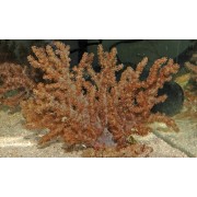 Lemnalia Лемналия