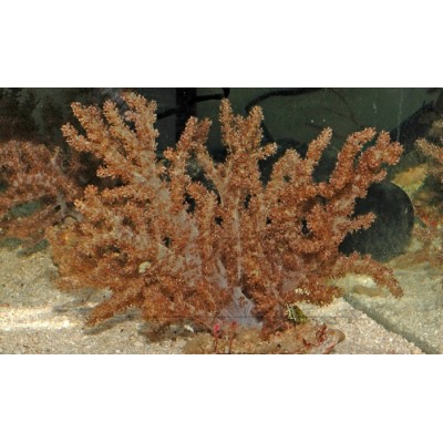 Lemnalia Лемналия Lemnalia Лемналия