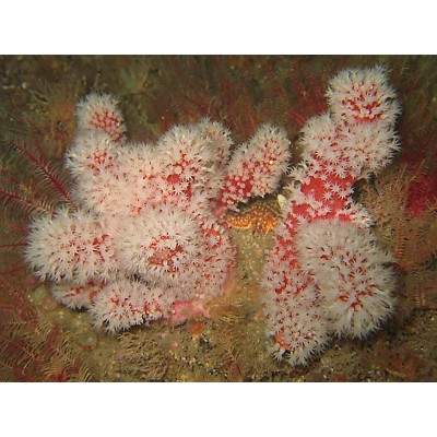 Alcyonium glomeratum Алциниум Alcyonium glomeratum Алциниум