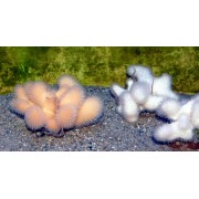 Alcyonium digitatum Алциниум