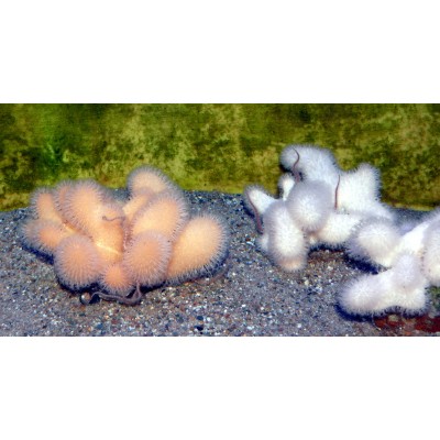 Alcyonium digitatum Алциниум Alcyonium digitatum Алциниум