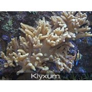 Klyxum Кликсум