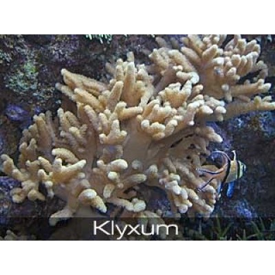 Klyxum Кликсум Klyxum Кликсум