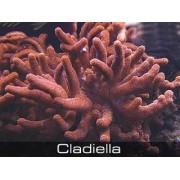 Cladiella Кладиелла