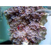 Cornularia Корнулярия 