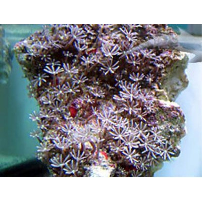 Cornularia Корнулярия Cornularia Корнулярия