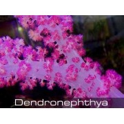 Дендронефтия Розовая