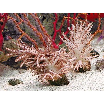 Studeriotes sp. Сферелла Studeriotes sp. Сферелла