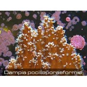 Dampia pocillporaeformis Дампия