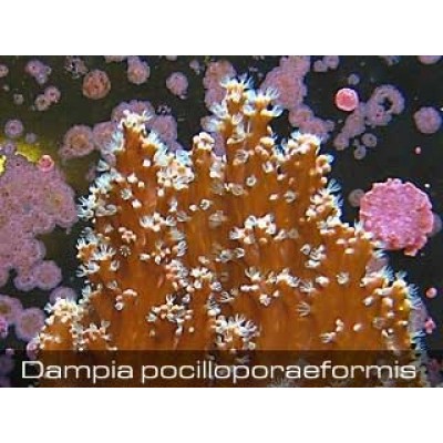Dampia pocillporaeformis Дампия Dampia pocillporaeformis Дампия