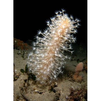 Морское Перо Морское Перо