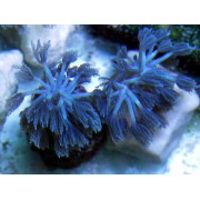 Xenia голубая Ксения (пульсирующий коралл)