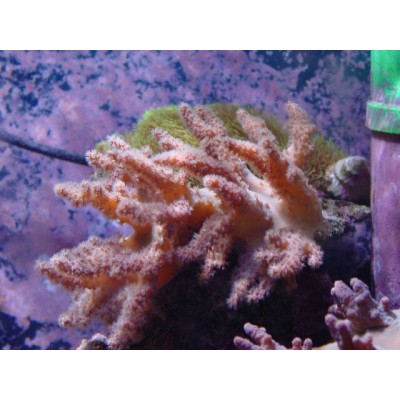 Sinularia brassica - Синулярия Sinularia brassica - Синулярия