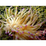 Condylactis gigantea Atlantic anemone Актиния кондилактис атлантический