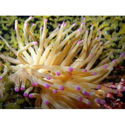 Condylactis gigantea Atlantic anemone Актиния кондилактис атлантический Condylactis gigantea Atlantic anemone Актиния кондилактис атлантический