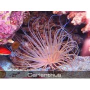 Цериантус (Cerianthus)