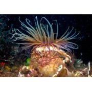 Cerianthus membranaceus Трубчатый цветной анемон  