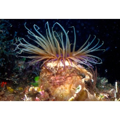 Cerianthus membranaceus Трубчатый цветной анемон Cerianthus membranaceus Трубчатый цветной анемон