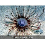 Arachnanthus Арахнантусы