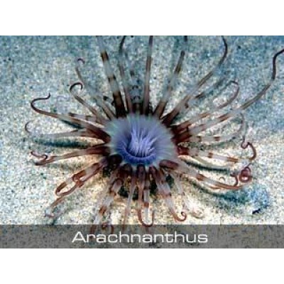 Arachnanthus Арахнантусы Arachnanthus Арахнантусы