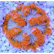 Epicystis crucifer Цветочный анемон