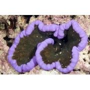 cryptodendrum adhaesivum актиния