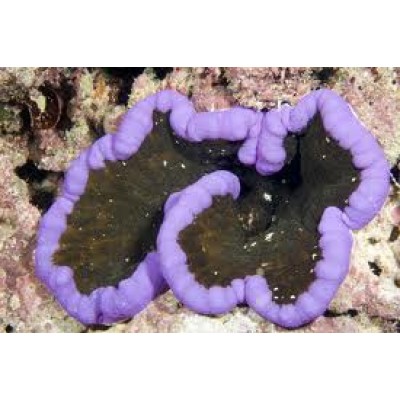 cryptodendrum adhaesivum актиния cryptodendrum adhaesivum актиния