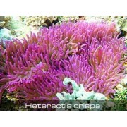 Heteractis crispa Кожистая актиния Криспа 