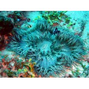 Heteractis aurora Короткощупальцевая ковровая актиния 