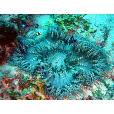 Heteractis aurora Короткощупальцевая ковровая актиния Heteractis aurora Короткощупальцевая ковровая актиния