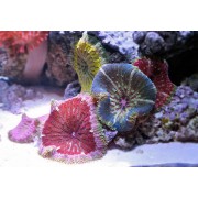 Малая Ковровая Актиния (Stichodactyla Tapetum)