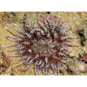 Phymanthus buitendijki песчаный кудрявый анемон