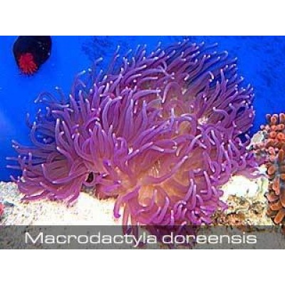 Актиния Красноногая (Macrodactyla Doreensis) Актиния Красноногая (Macrodactyla Doreensis)