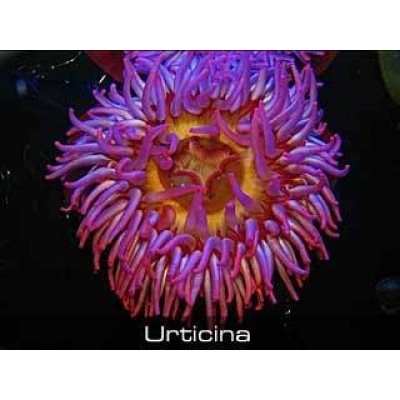 Aquael "Opti Set 200" Белый, 200 л, 101*41*56 см (аквариум) Aquael "Opti Set 200" Белый, 200 л, 101*41*56 см (аквариум)