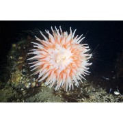 Urticina felina Толсторогая актиния 