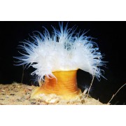 Metridium senile Холодноводная актиния метридиум старческий, или морская гвоздика