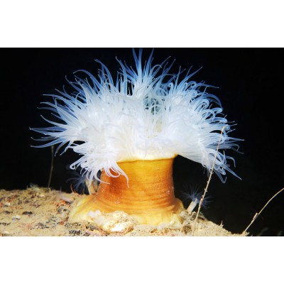 Metridium senile Холодноводная актиния метридиум старческий, или морская гвоздика Metridium senile Холодноводная актиния метридиум старческий, или морская гвоздика