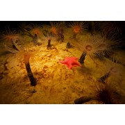 Pachycerianthus fimbriatus Глубоководные трубчатые актинии 