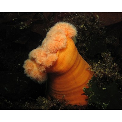 Metridium farcimen метридиум колбасный Metridium farcimen метридиум колбасный