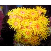 Tubastrea coccinea Тубастрея