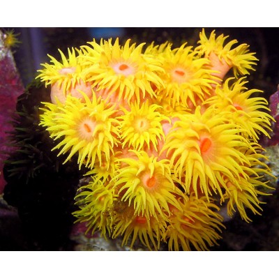 Tubastrea coccinea Тубастрея Tubastrea coccinea Тубастрея