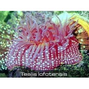 Tealia lofotensis актиния