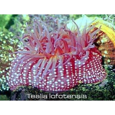 Tealia lofotensis актиния Tealia lofotensis актиния
