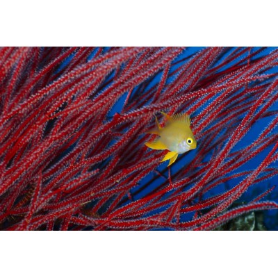 Ctenocella sp.Горгонария Ктеноцелла Ctenocella sp.Горгонария Ктеноцелла