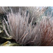 Ctenocella sp.Горгонария Ктеноцелла